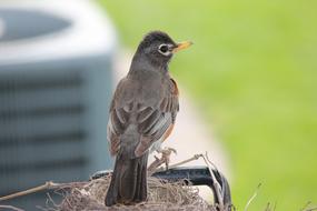 Wildlife Robin Bird closeup photo