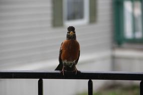 Bird Robin Wildlife