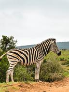 Zebra Africa National Park Wild