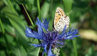 Butterfly Insect Flower