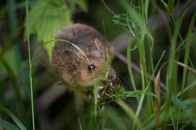 Mouse Close Up Fur