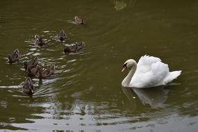 Swan White Duck