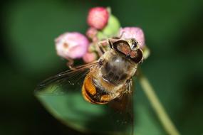 Insect Macro Nature Winged