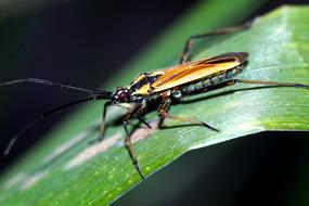 Insect Macro Nature A Small