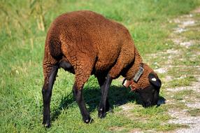 Sheep Animal Eat