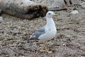 wild gull on the beach
