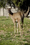 beautiful deer in wildlife park