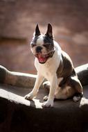 Dog Boston Terrier