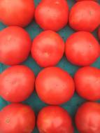 ripe tomatoes on the harvest table