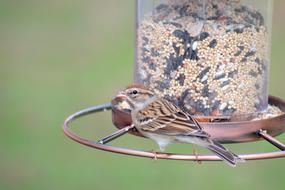little bird at the feeder