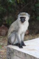 Monkey Animal Nature
