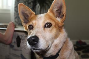 Dog Corgi Red Heeler