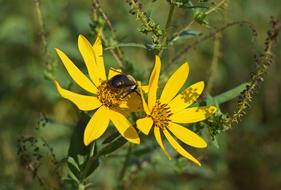 Bumblebee In Wild Sunflower Bee