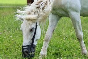 Mold Horses Romp