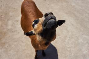 Goat Petting Zoo Animal