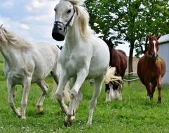 Mold Horses Romp