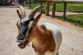 brown and white goat in a petting zoo
