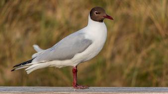 Seagull Bird Nature
