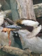 Bird Food Nature
