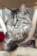 Cat Animal Cat'S Eyes Domestic