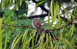 Bird Perched Wet