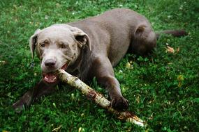 Dog Meadow Branch