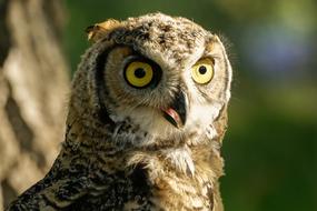 Owl Grey-Horned Wild