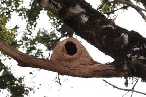 Nest Bird Home