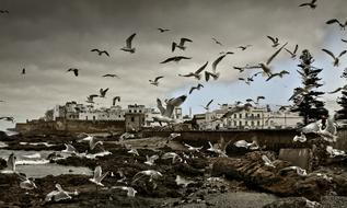 Morocco Essauria Beach