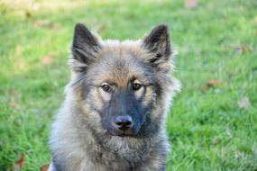 Dog Eurasier Bitch Orlaya Blue
