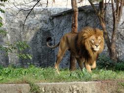 Lion Mammal The King Of Beasts