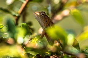 Chameleon Animal Lizard