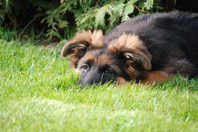 Dog German Shepherd Old