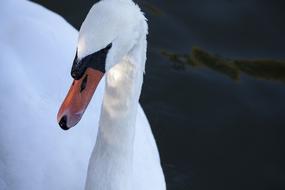 Swan Mute Bird