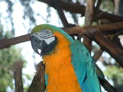 Colorful Parrot Bird