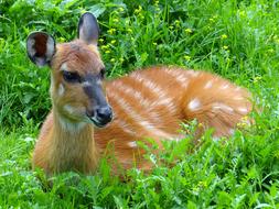 forest resting antelope