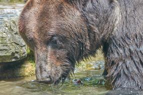 Bear Brown Mammal