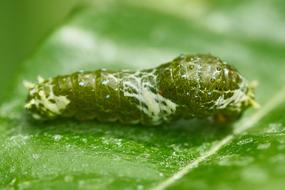 Caterpillar Butterfly Leaf