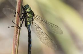 Insect Dragonfly Nature
