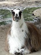 Lama Camelids Ungulates