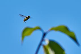 Fly Flying Leaf