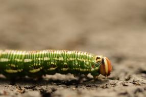 green Caterpillar Insect Macro