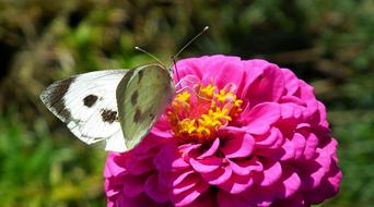 Butterfly Insect Flower