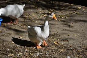 Goose Is Bird