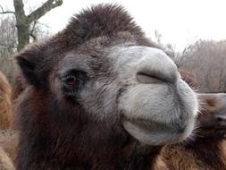 Wild Bactrian Camels Baktrian Big animal
