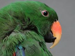 Barwnica Large Parrot Bird