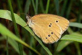 Butterfly Insect Macro