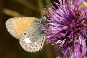 Butterfly Insect Macro