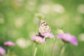 Butterfly Edelfalter Satyrinae