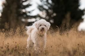 Dog Grass Field